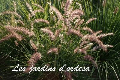 Pennisetum orientale